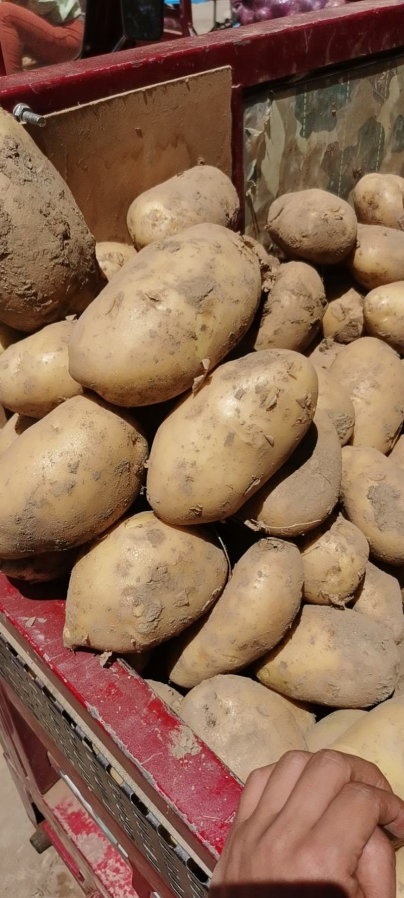 土豆精品西森土豆大量上市