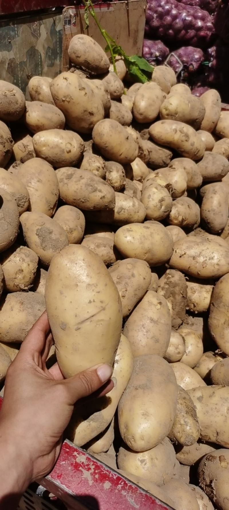 土豆精品西森土豆大量上市