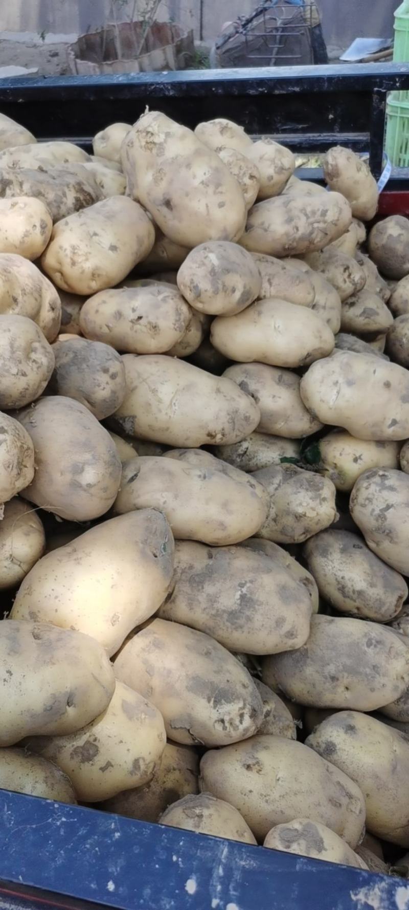 土豆精品西森土豆大量上市
