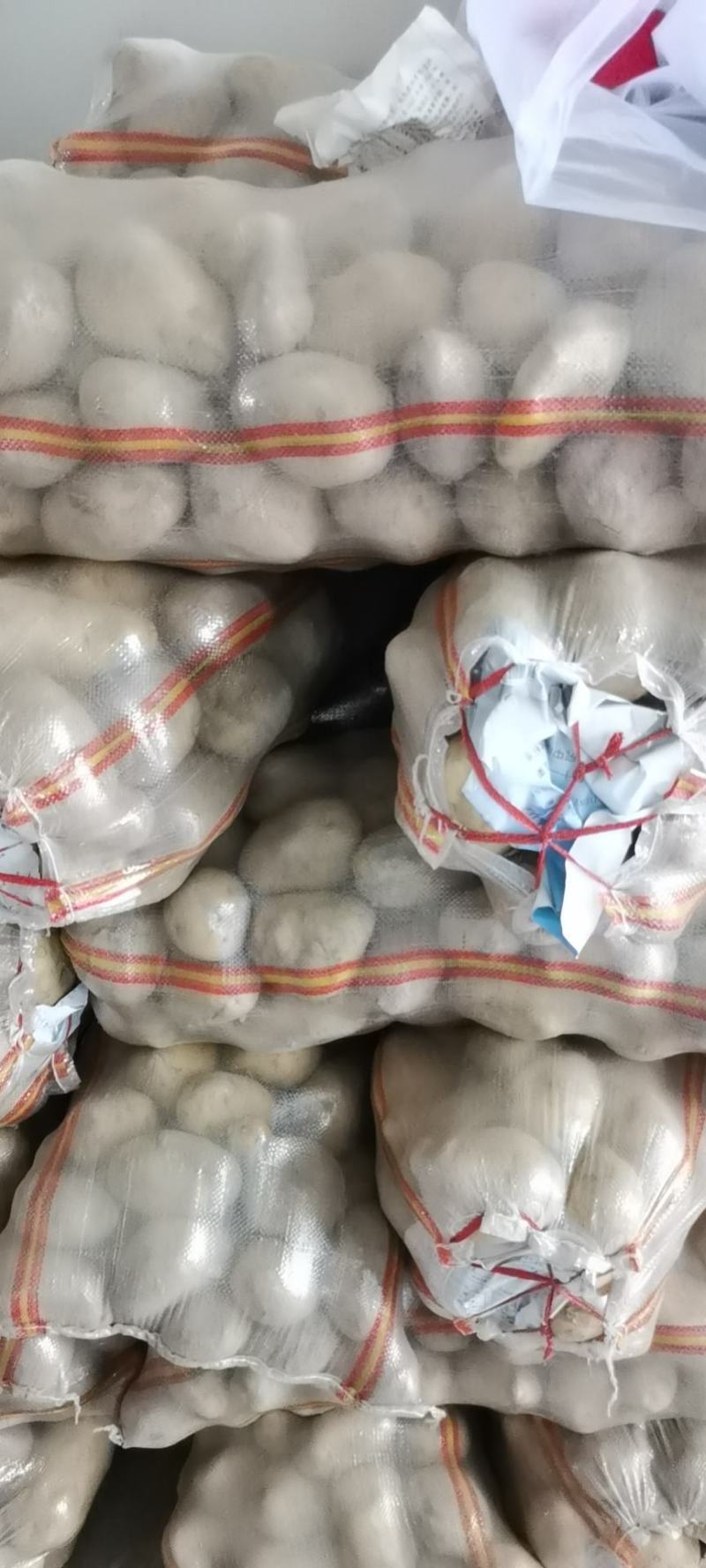 土豆精品西森土豆大量上市