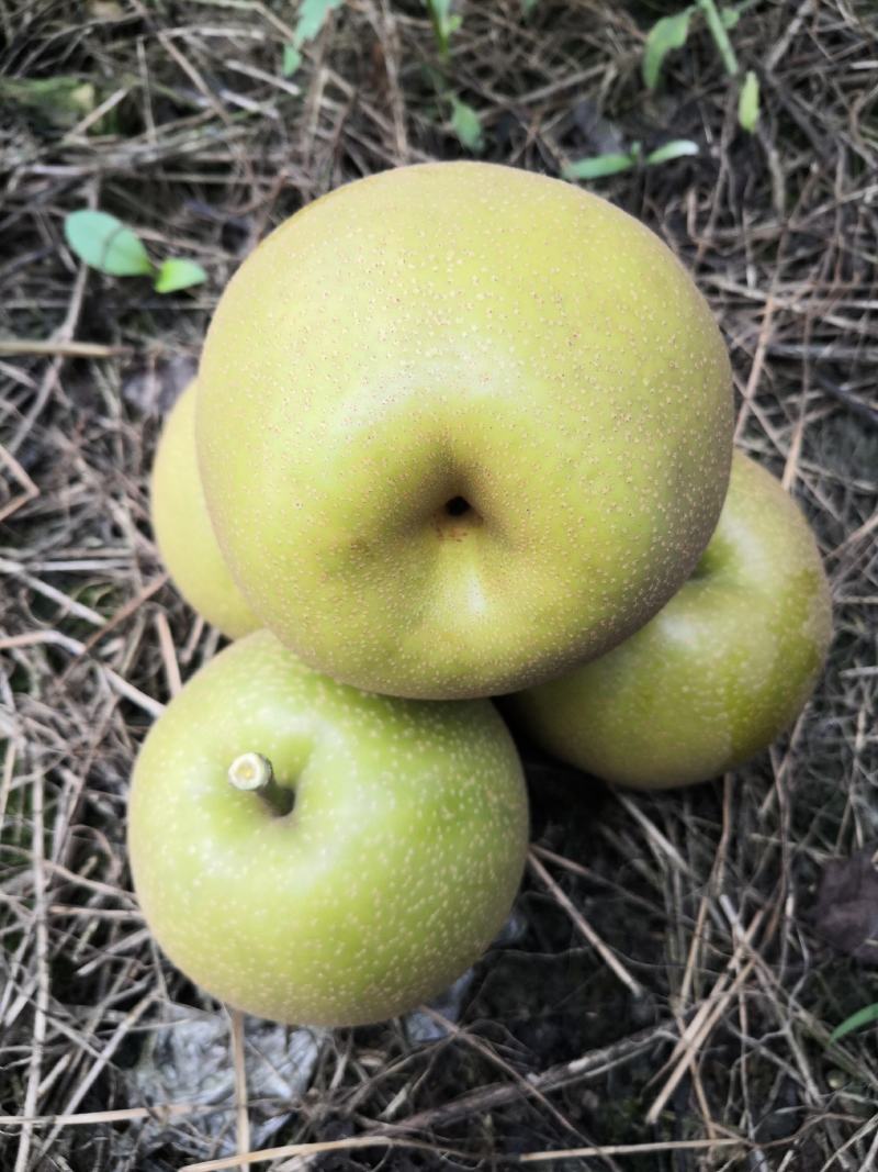 梨
