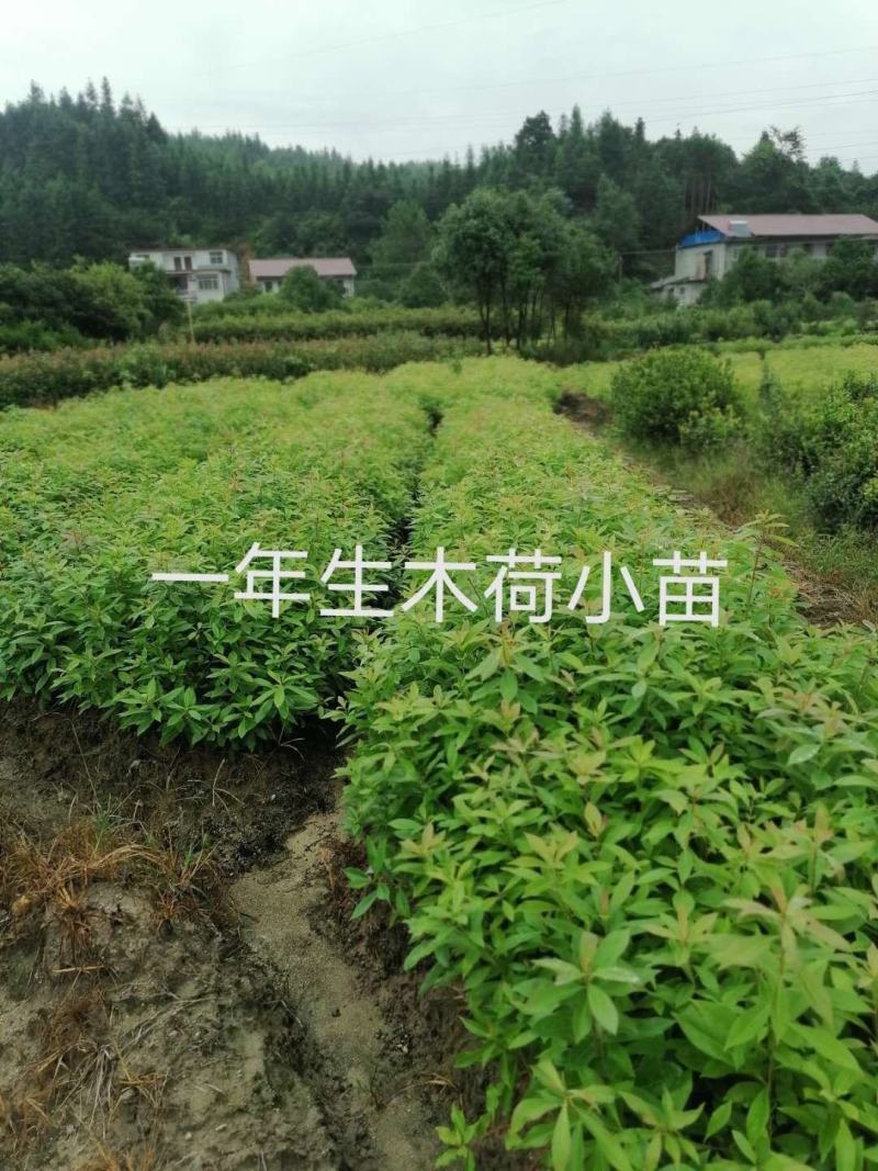 各种规格木荷地苗，杯苗