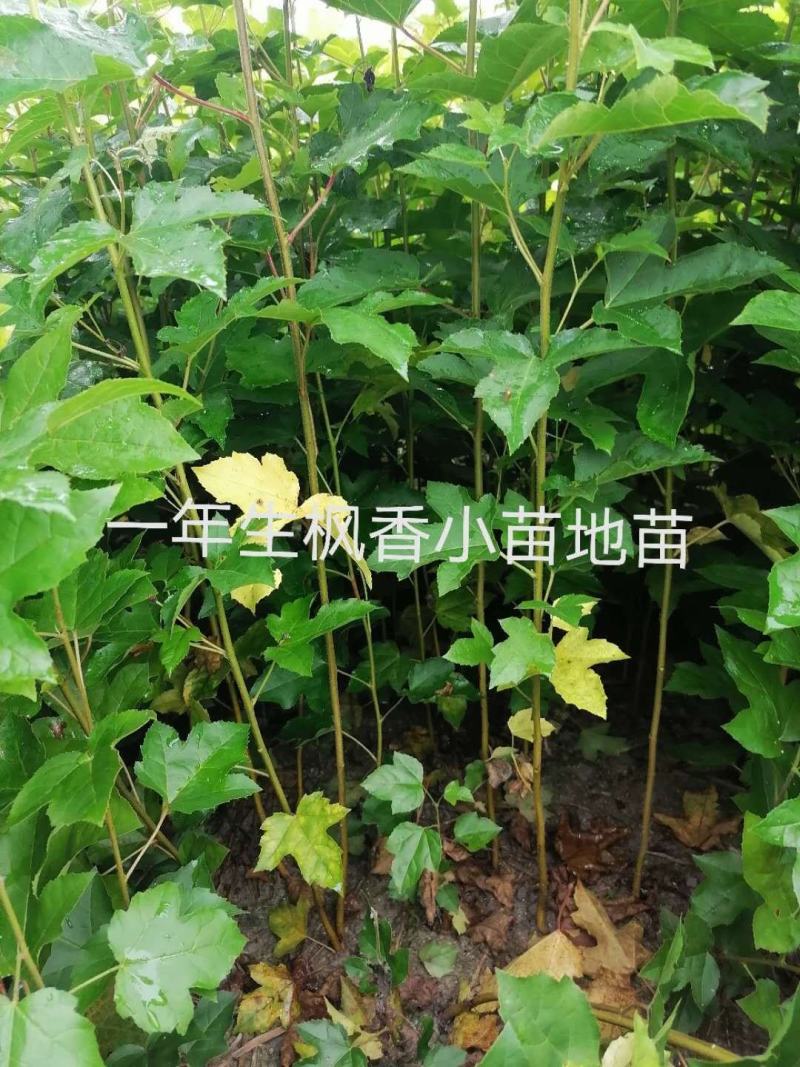 各种规格枫香地苗，杯苗