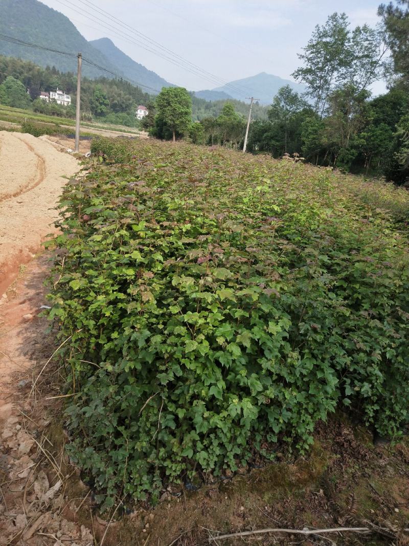各种规格枫香地苗，杯苗