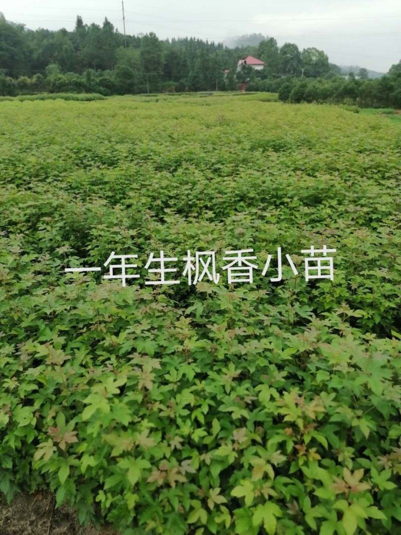 各种规格枫香地苗，杯苗