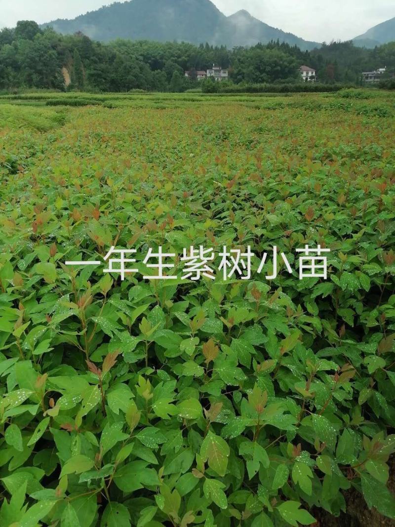 擦木地苗