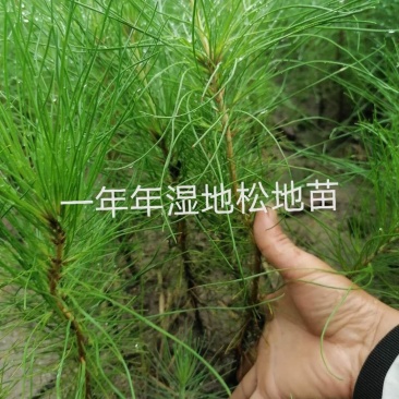 湿地松地苗，杯苗