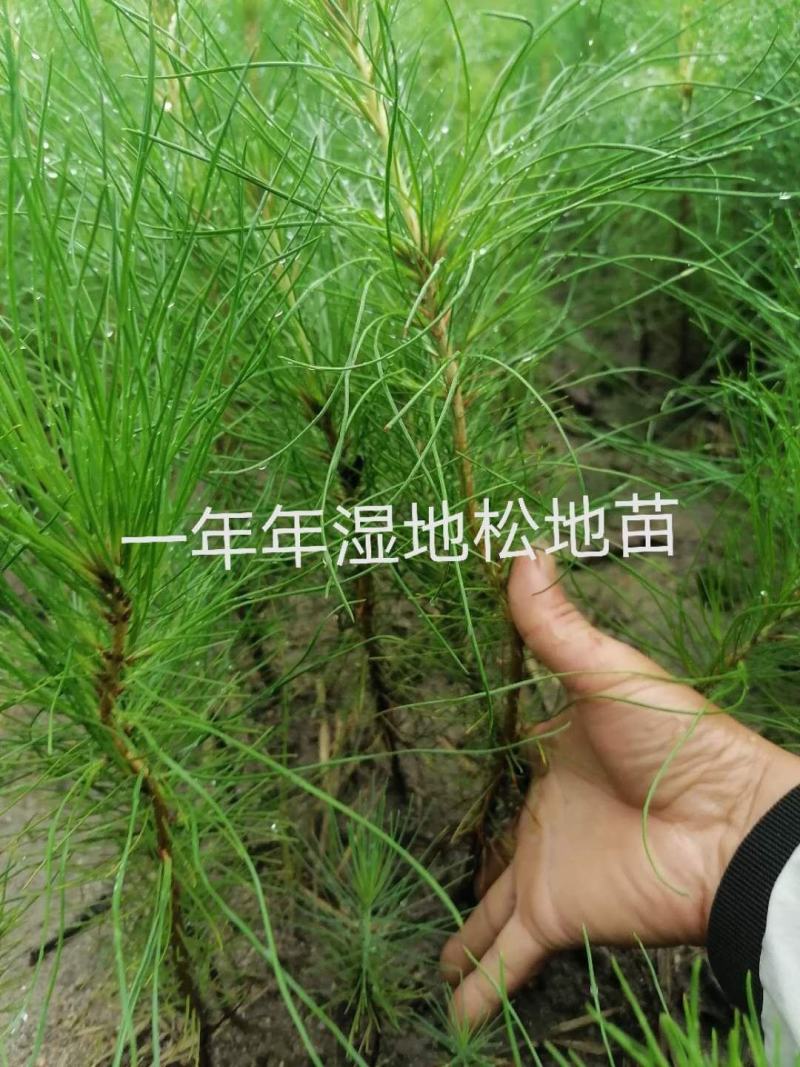 湿地松地苗，杯苗