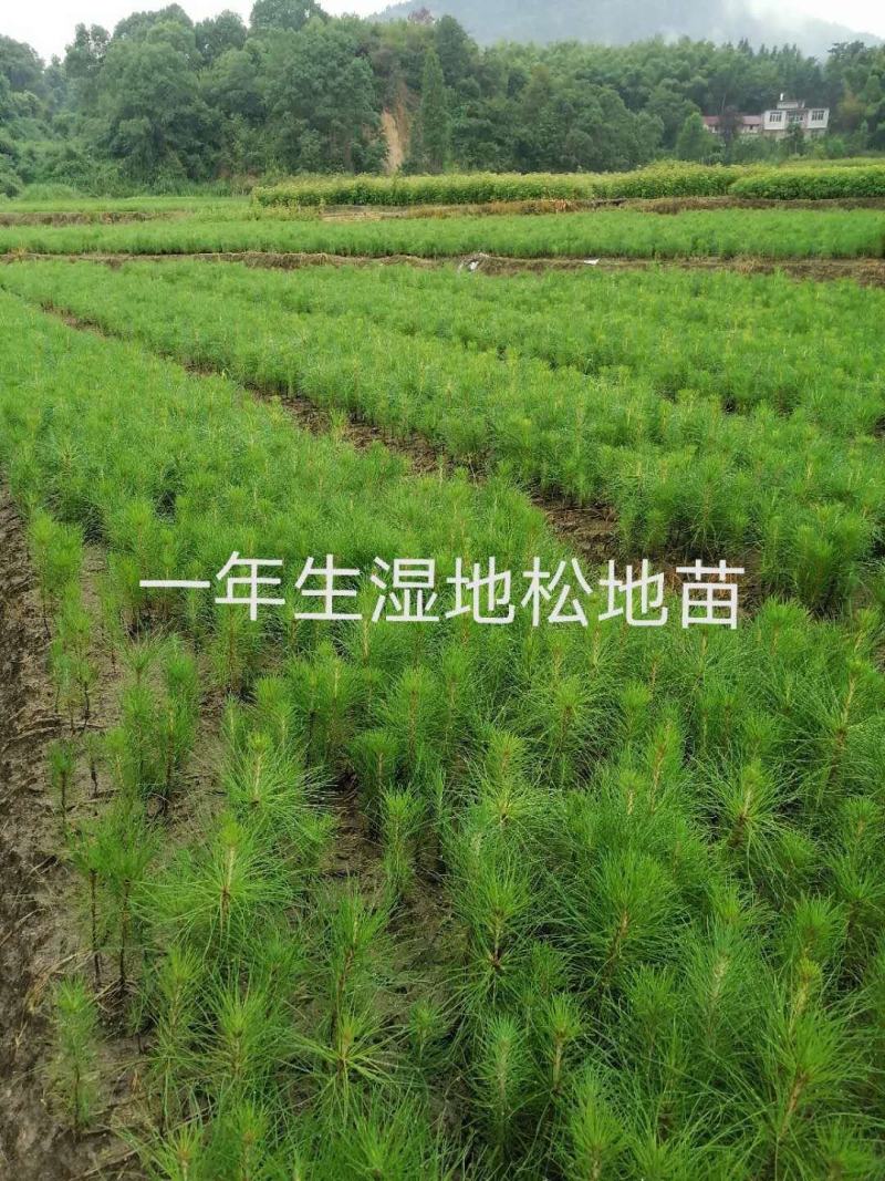 湿地松地苗，杯苗