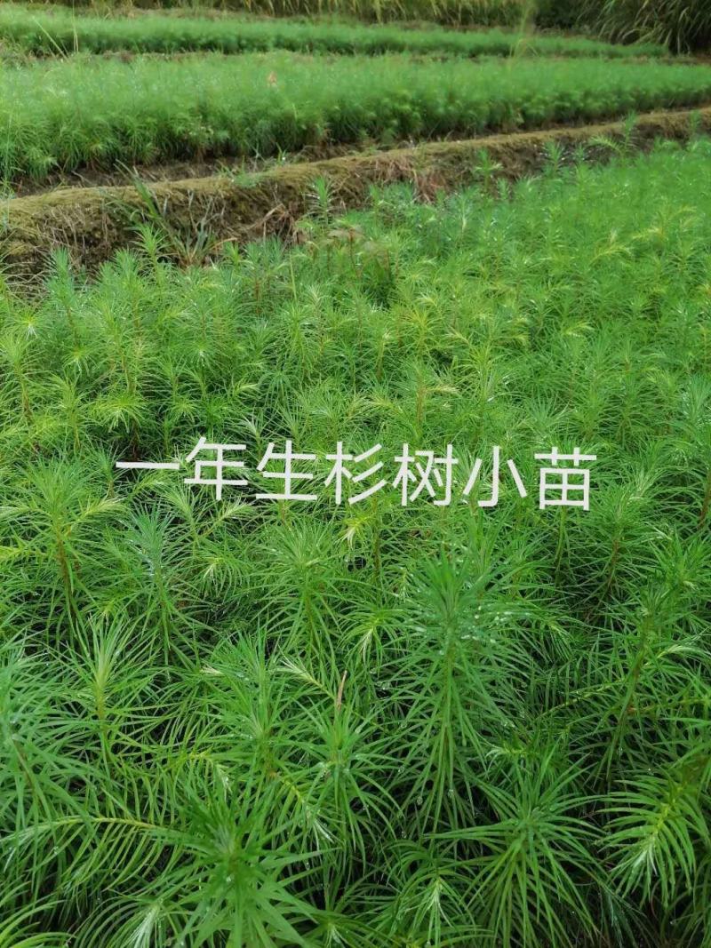 杉树杯苗