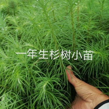 杉树杯苗