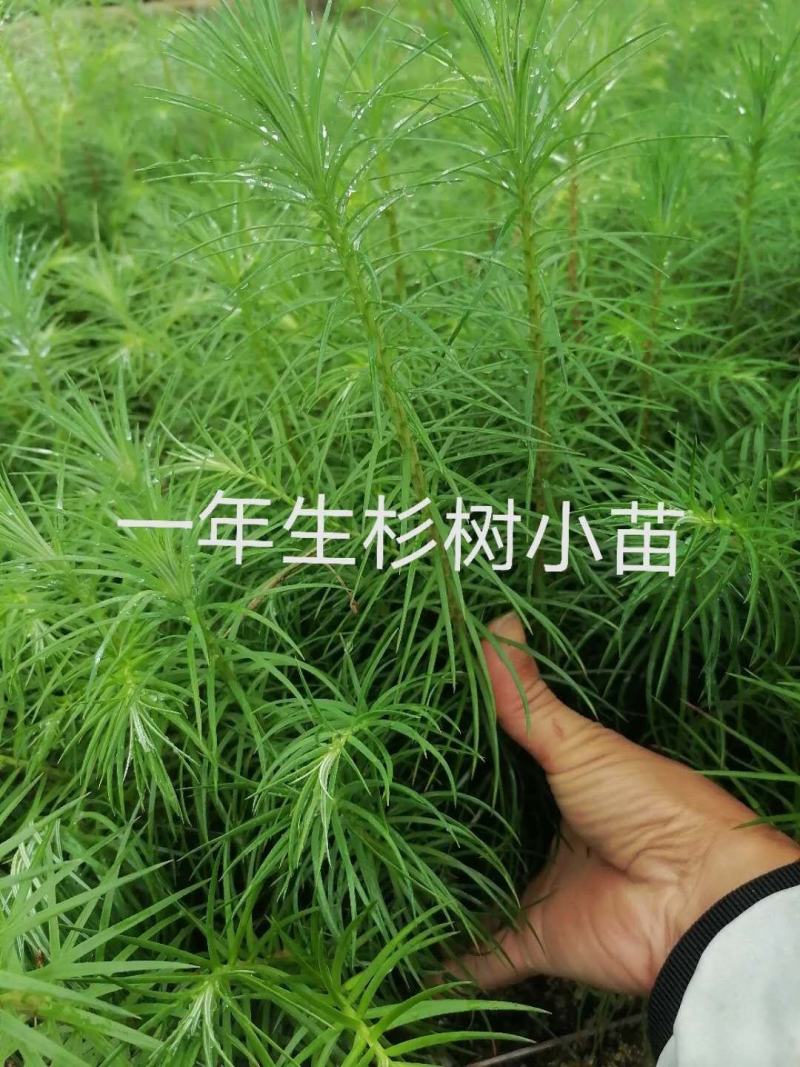 杉树杯苗