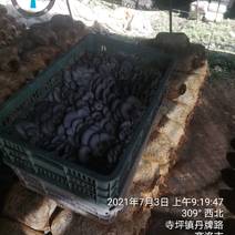 陕西反季节黑灰平菇惊爆价格来了。