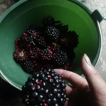 竹节参种子