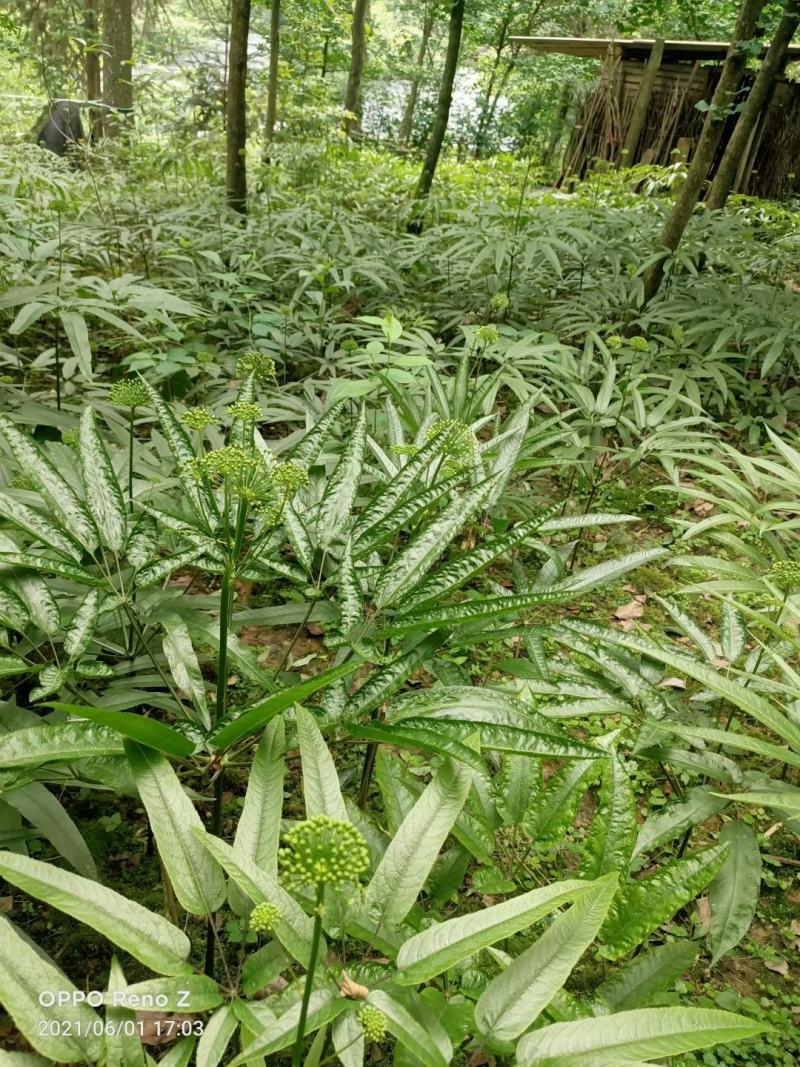 竹节参种子