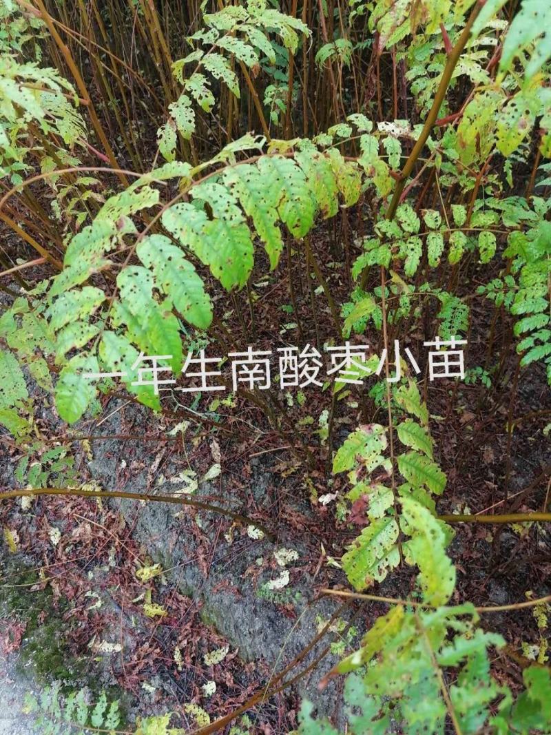 南酸枣小苗