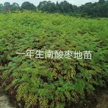 南酸枣小苗