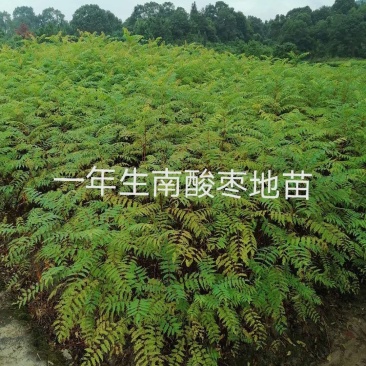 南酸枣小苗