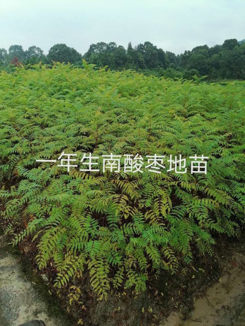 南酸枣小苗