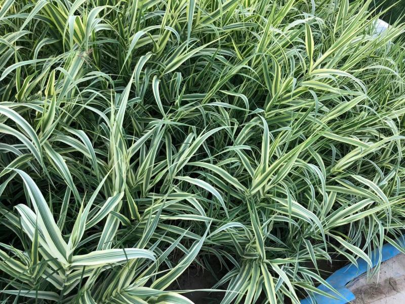 花叶芦竹芦竹盆栽花叶芦竹白洋淀瑞荷水生植物