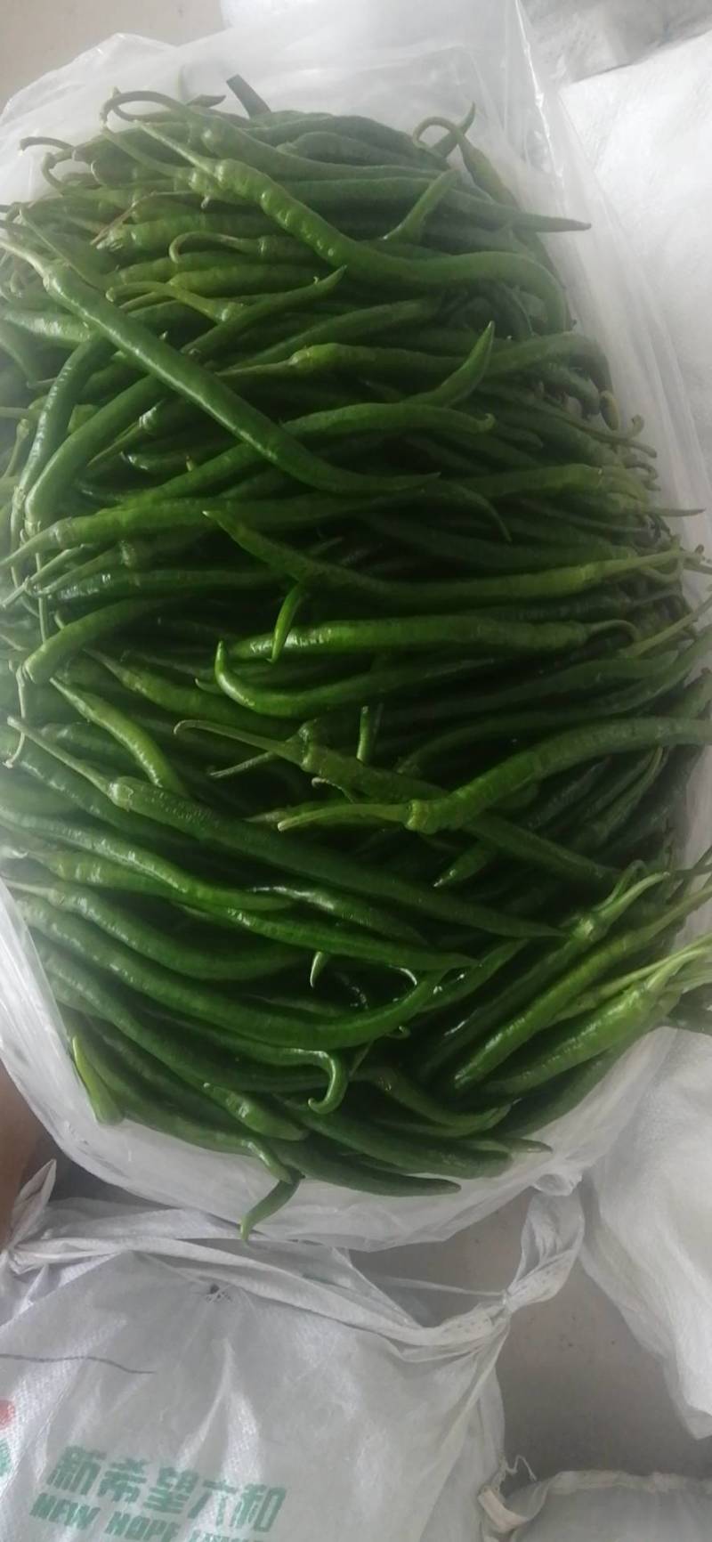 高原辣椒