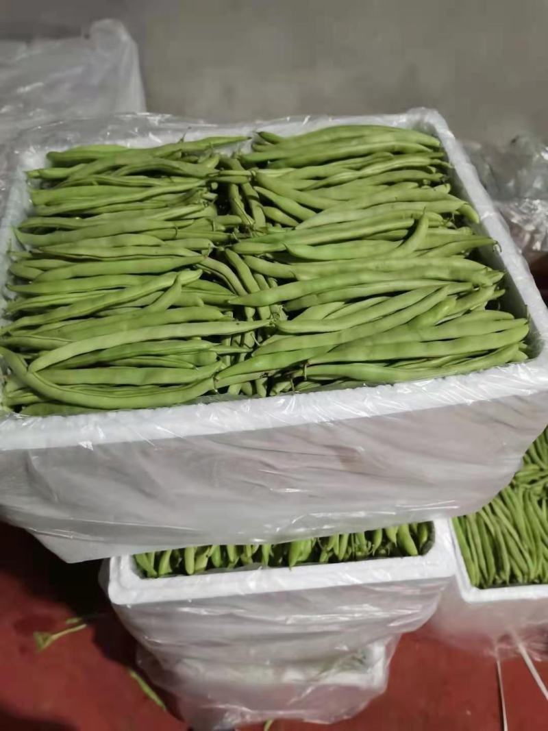 白花四季豆大量上市了量很大服务一条龙欢迎电话咨询