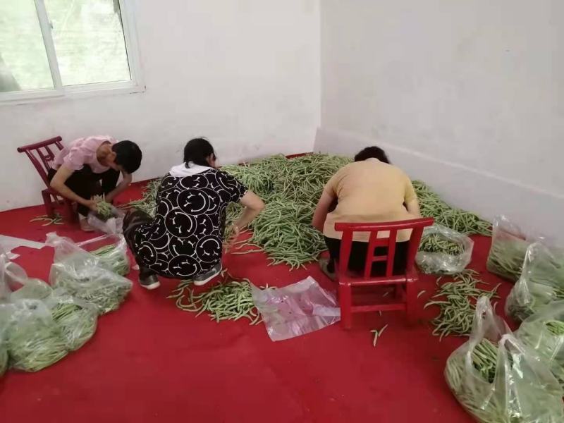 白花四季豆大量上市了量很大服务一条龙欢迎电话咨询