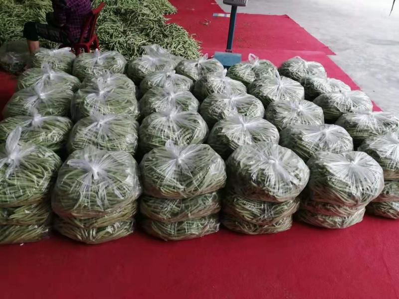 白花四季豆大量上市了量很大服务一条龙欢迎电话咨询