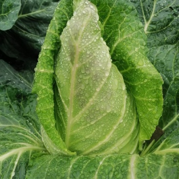 露天种植牛心甘蓝连花白牛心白鸡心菜