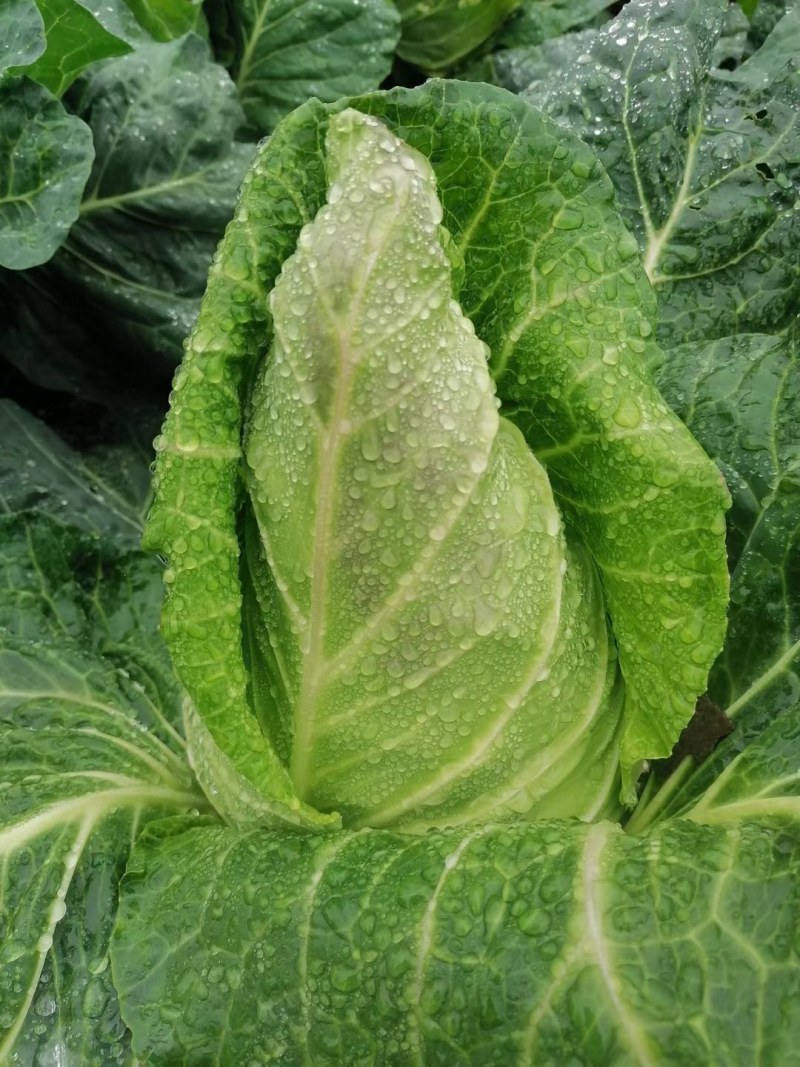 露天种植牛心甘蓝连花白牛心白鸡心菜