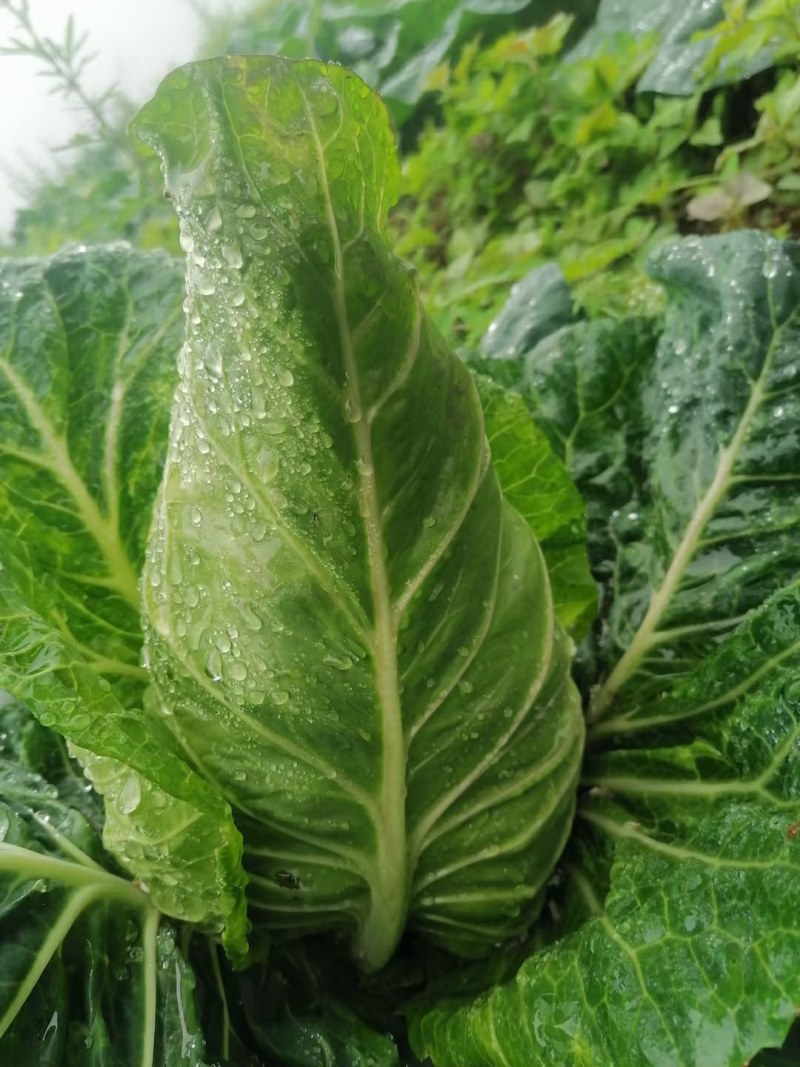 露天种植牛心甘蓝连花白牛心白鸡心菜