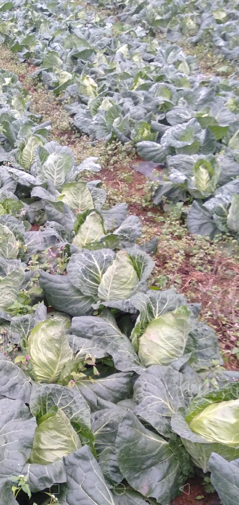 露天种植牛心甘蓝连花白牛心白鸡心菜