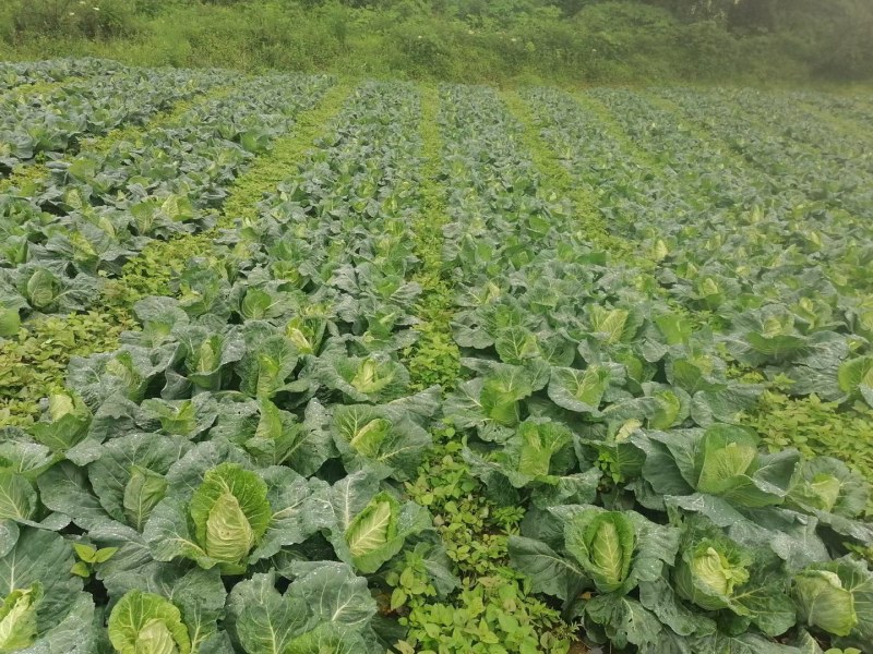 露天种植牛心甘蓝连花白牛心白鸡心菜