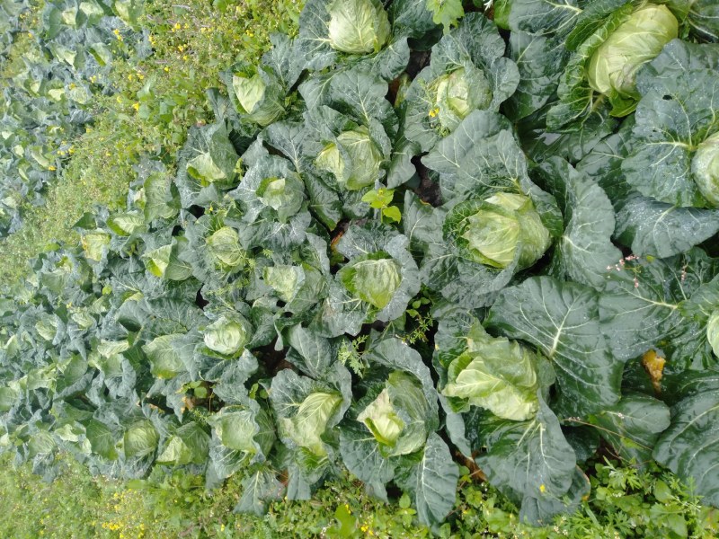 露天种植牛心甘蓝连花白牛心白鸡心菜