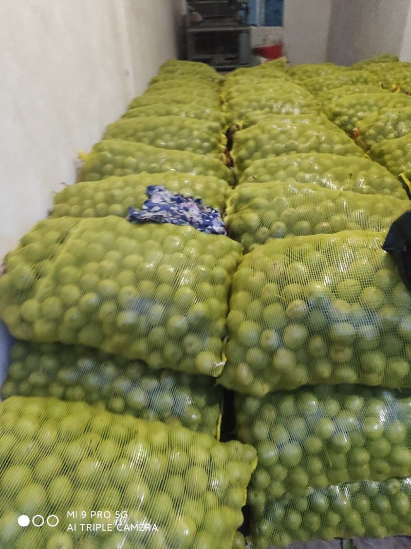 青皮核桃，优质核桃，各种规格，手摘果，棒打果，大量上市