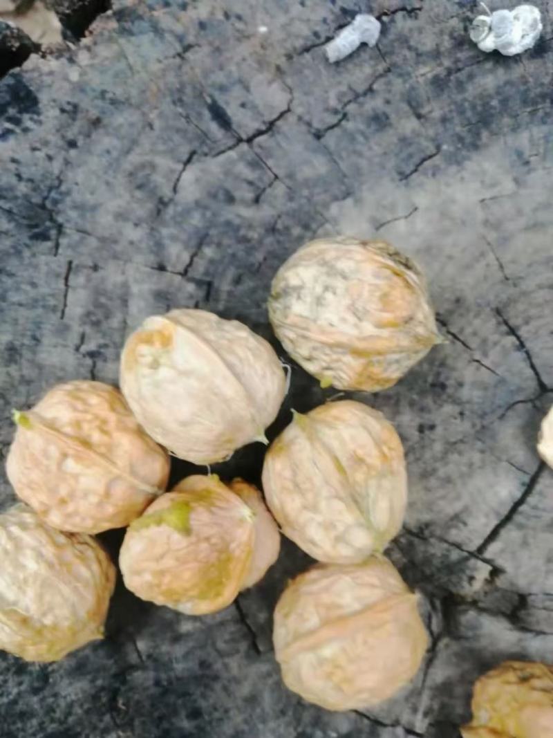 青皮核桃，优质核桃，各种规格，手摘果，棒打果，大量上市