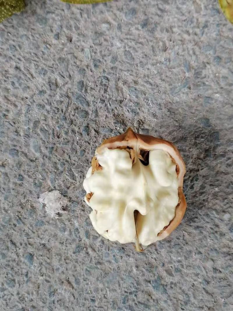 青皮核桃，优质核桃，各种规格，手摘果，棒打果，大量上市