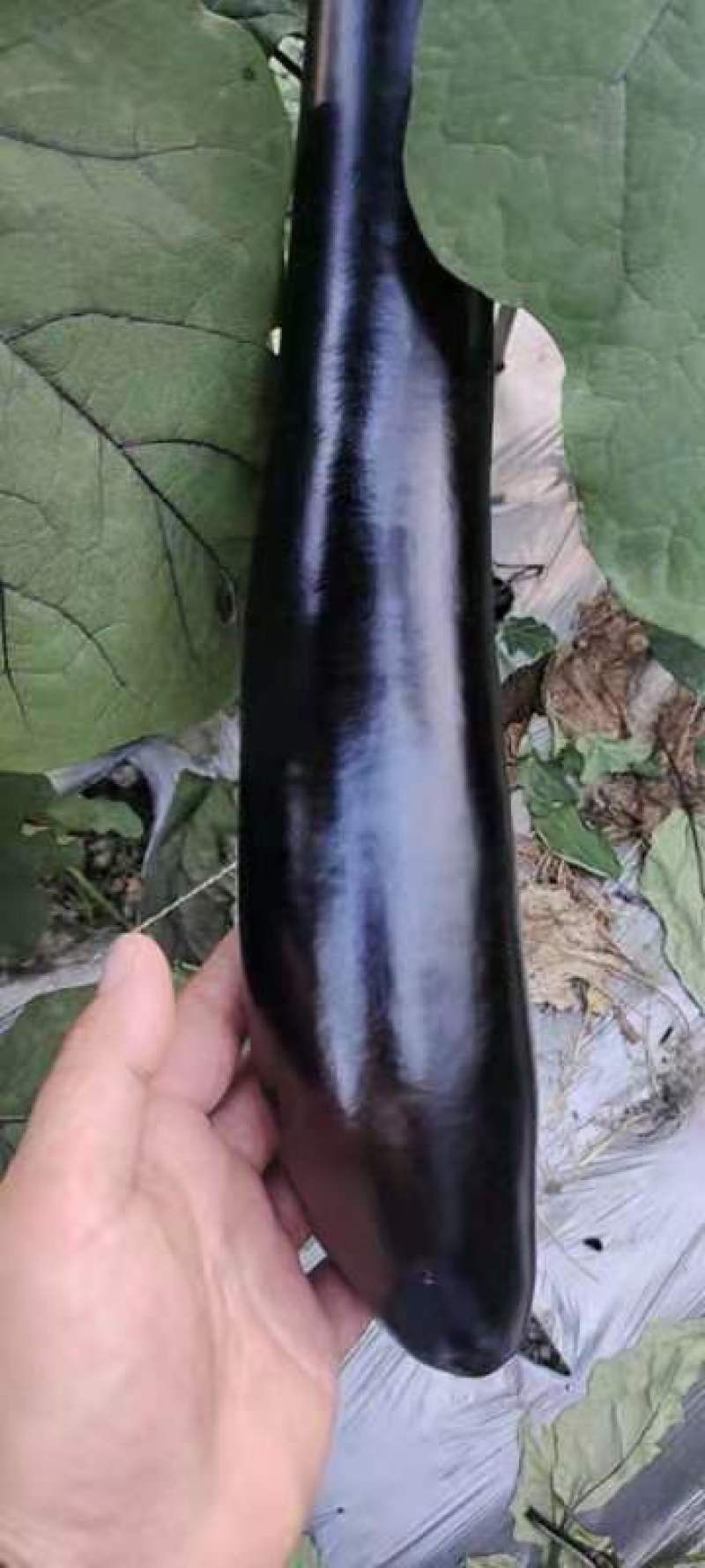 蔬菜