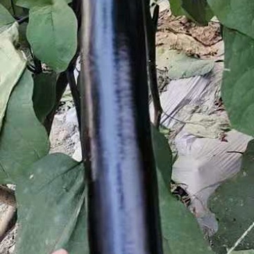 蔬菜