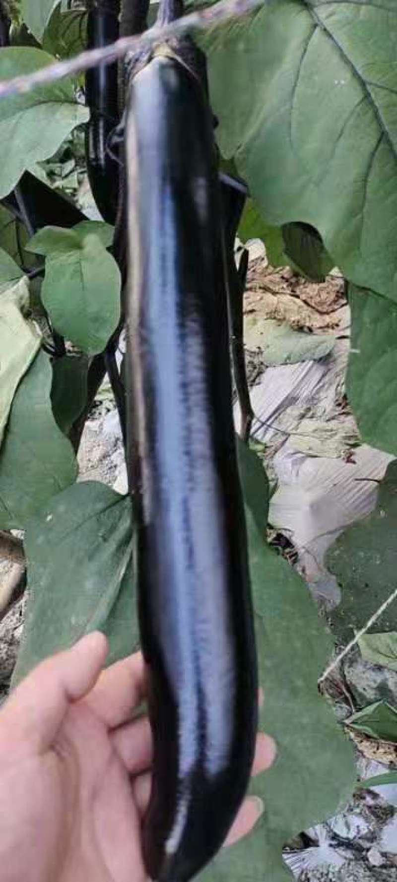 蔬菜