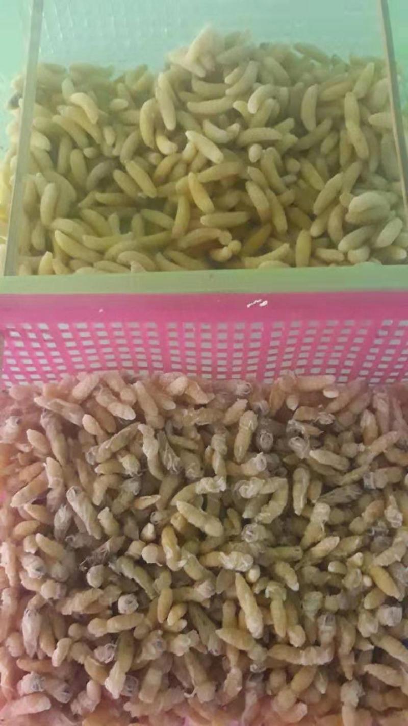蜂蛹