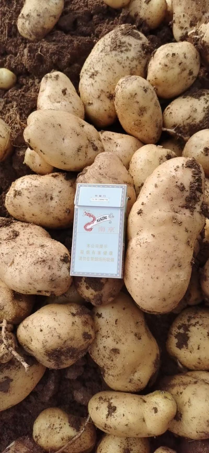 沃土5号.希森.V7土豆大量上市
