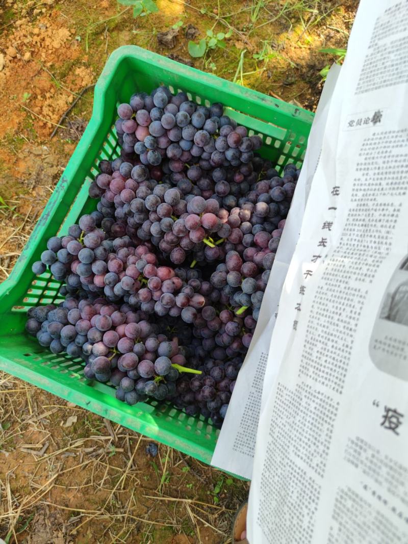 夏黑，量大优惠