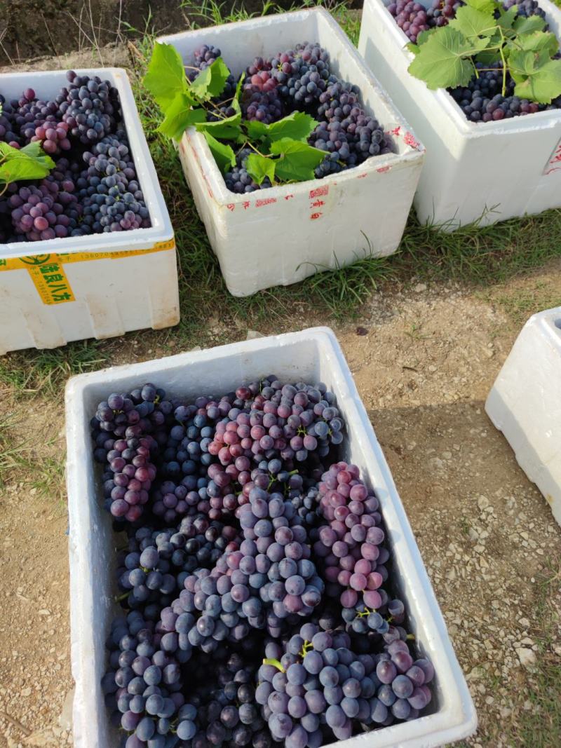 夏黑，量大优惠
