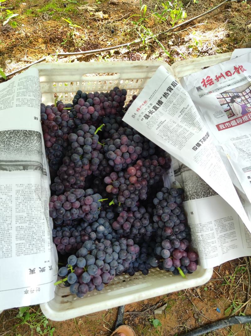 夏黑，量大优惠