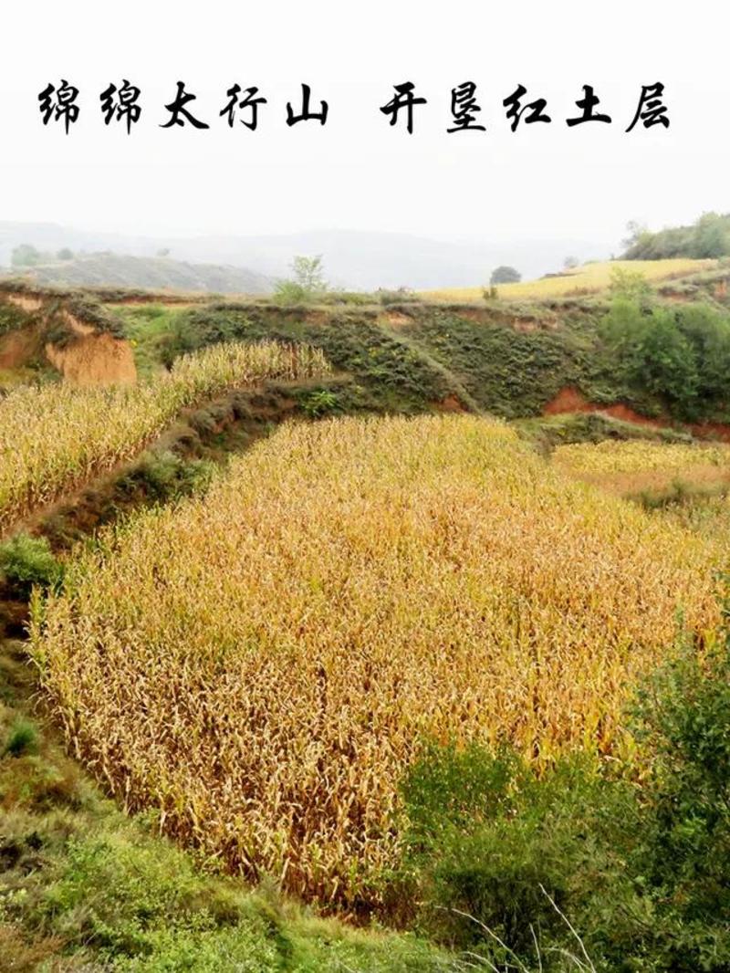 【包邮】山西沁州黄晋谷21小米粘稠米油多农户直发小米批发
