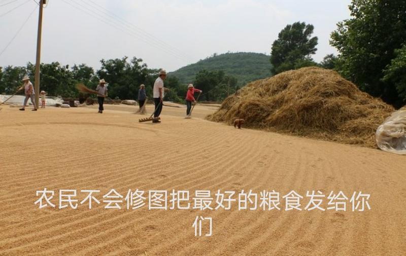 【包邮】山西沁州黄晋谷21小米粘稠米油多农户直发小米批发