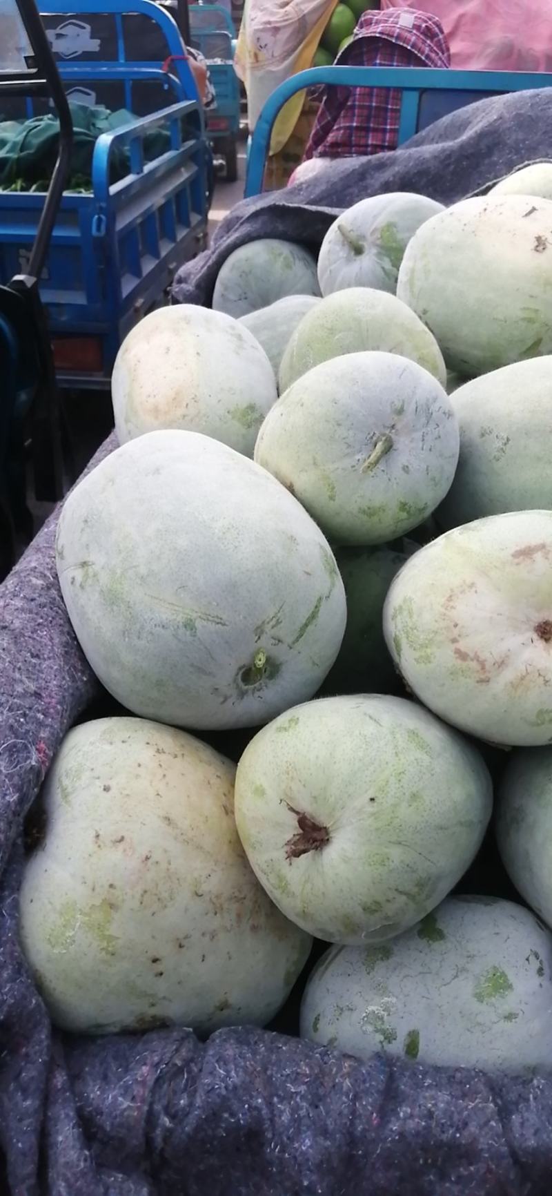 冬瓜