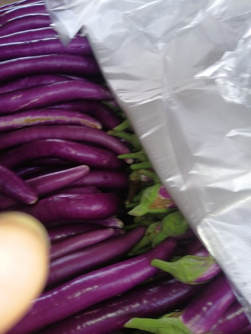 茄子