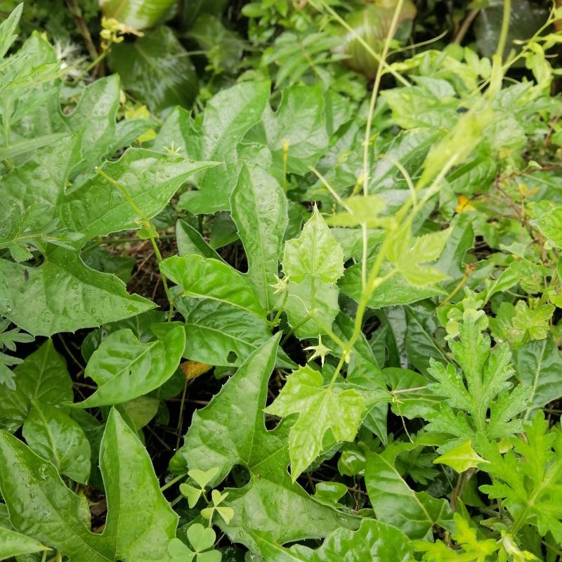 云南天然无硫自然晒干药食同源野生小西瓜藤